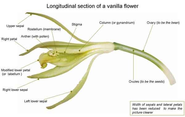 Vanilla Flower Section